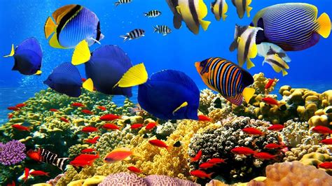 Experience the Magic of the Underwater World: Visiting the Coral Reef